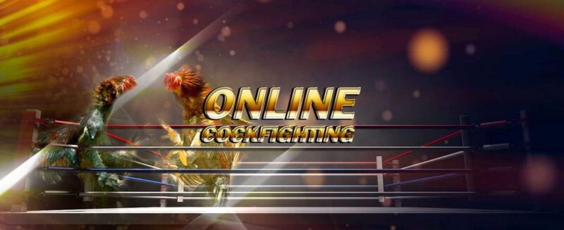 Đá gà tre trực tiếp - Bật Mí Bí Quyết Chiến Thắng Cực Đỉnh 1 đá gà tre trực tiếp